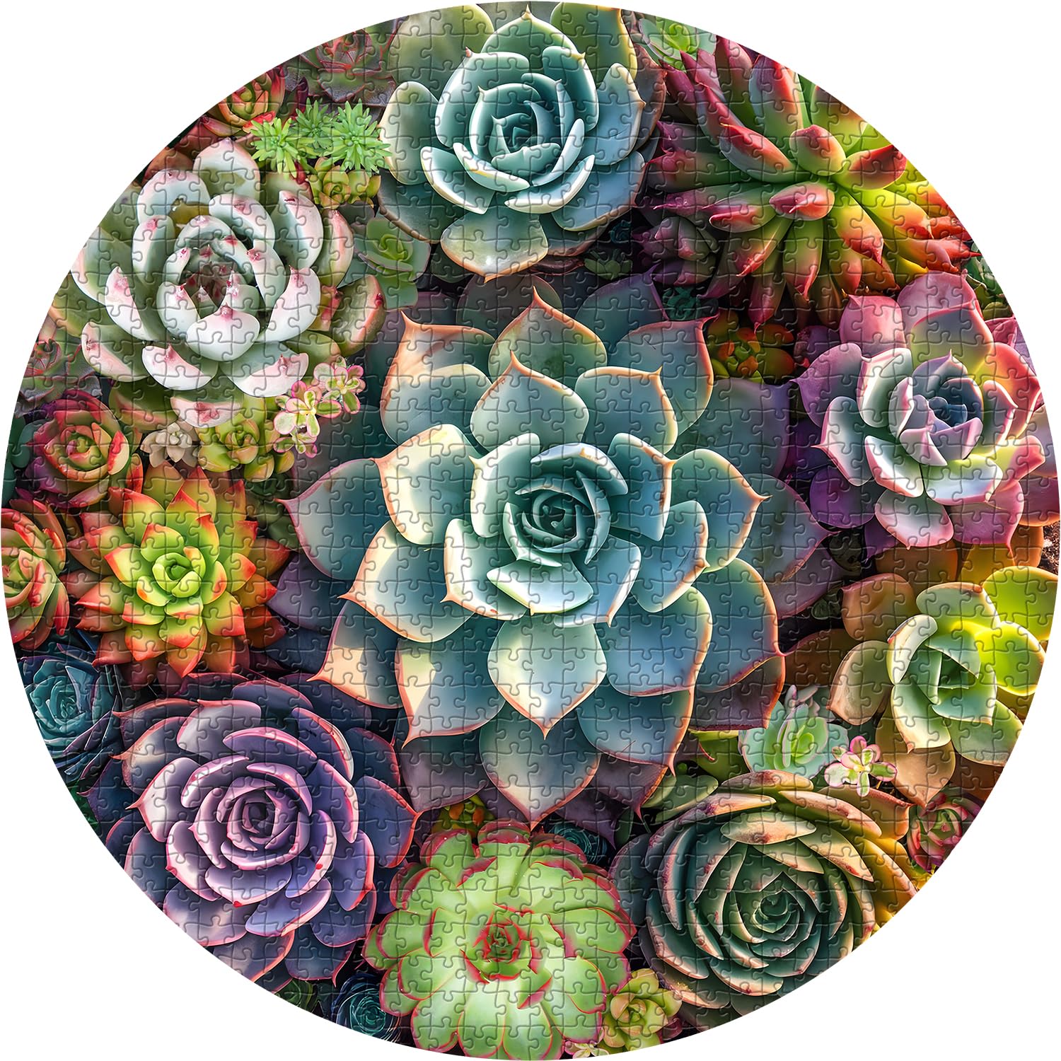Puzzle puzzle succulente vintage 1000 pezzi