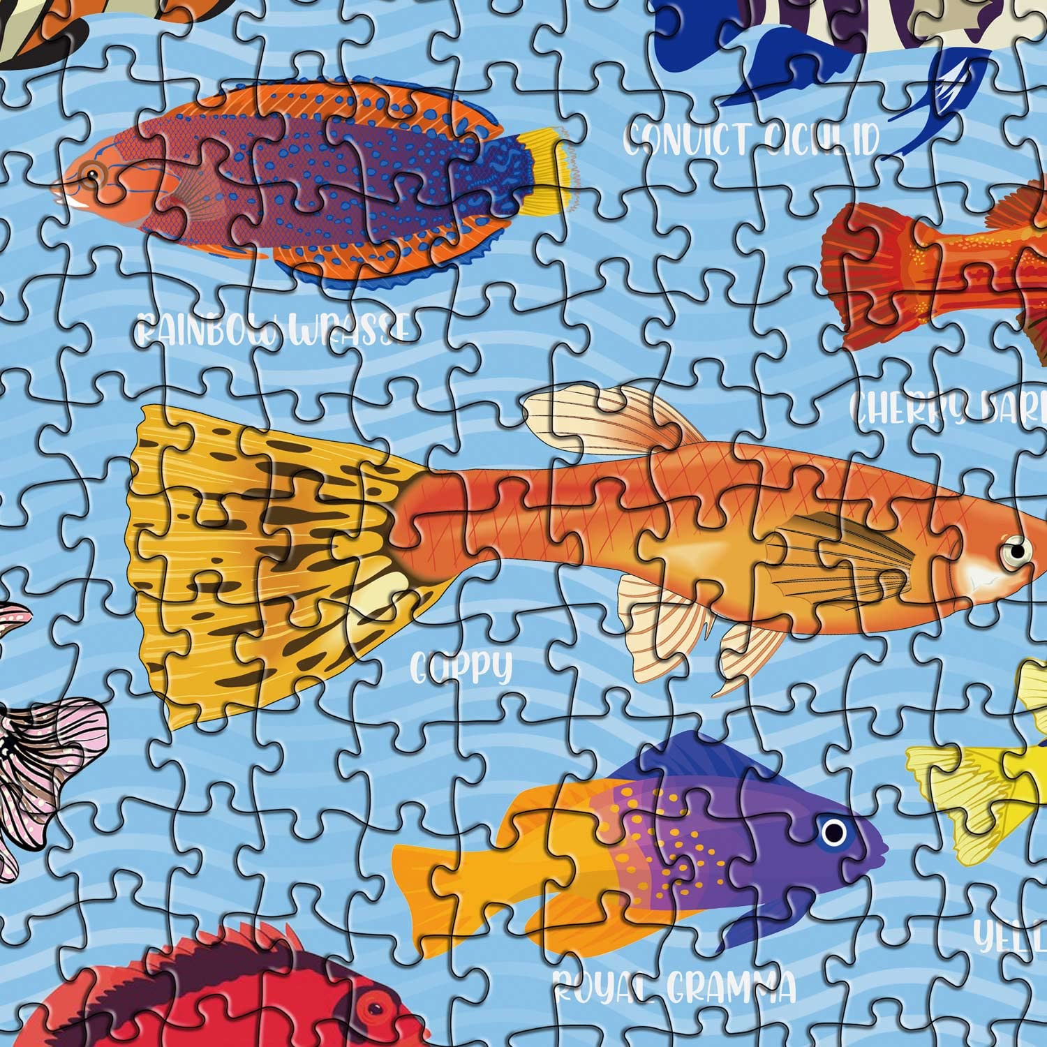 Ocean Fish Jigsaw Puzzles 1000 piezas