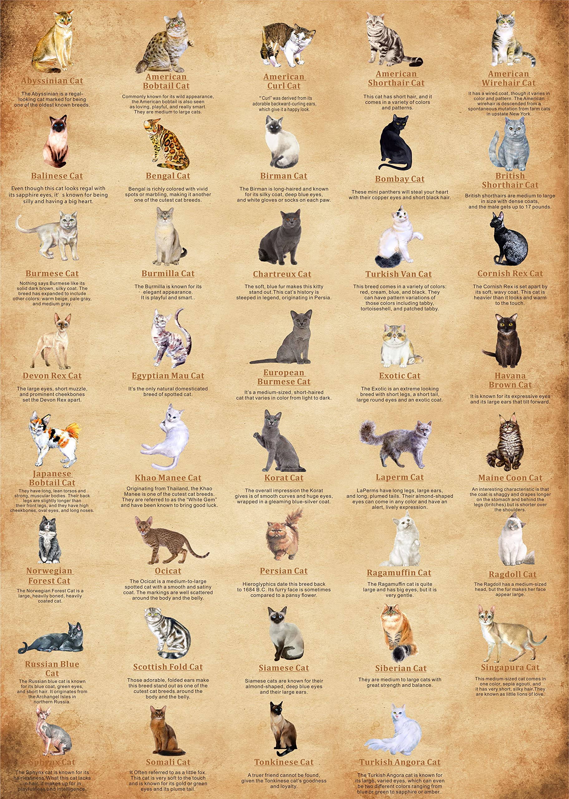 Das süßeste Katzenpuzzle 1000 Stücke